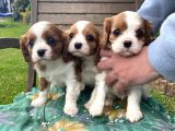Cavalier King Charles Yavruları Safkan Irk Ve Sağlık Garantili