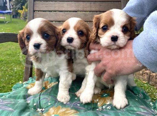 Cavalier King Charles Yavruları Safkan Irk Ve Sağlık Garantili görsel