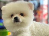 Orj. Babyface Pomeranian Book Bebeklerimiz