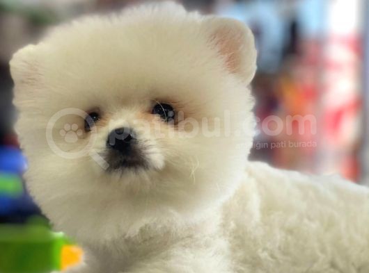 Orj. Babyface Pomeranian Book Bebeklerimiz görsel