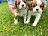Cavalier King Charles Yavruları Safkan Irk Ve Sağlık Garantili