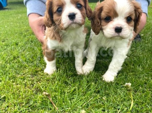 Cavalier King Charles Yavruları Safkan Irk Ve Sağlık Garantili görsel