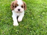 Cavalier King Charles Yavruları Safkan Irk Ve Sağlık Garantili