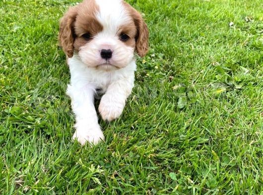 Cavalier King Charles Yavruları Safkan Irk Ve Sağlık Garantili görsel