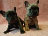 French Bulldog Yavruları Safkan Irk Ve Sağlık Garantili