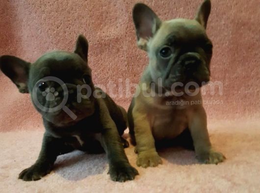 French Bulldog Yavruları Safkan Irk Ve Sağlık Garantili