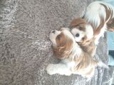 Cavalier King Charles Yavruları Safkan Irk Ve Sağlık Garantili