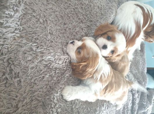 Cavalier King Charles Yavruları Safkan Irk Ve Sağlık Garantili görsel