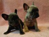 French Bulldog Yavruları Safkan Irk Ve Sağlık Garantili