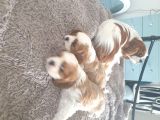 Cavalier King Charles Yavruları Safkan Irk Ve Sağlık Garantili