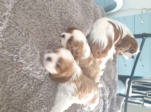 Cavalier King Charles Yavruları Safkan Irk Ve Sağlık Garantili görsel