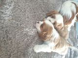 Cavalier King Charles Yavruları Safkan Irk Ve Sağlık Garantili