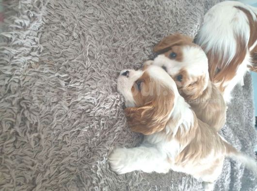 Cavalier King Charles Yavruları Safkan Irk Ve Sağlık Garantili görsel