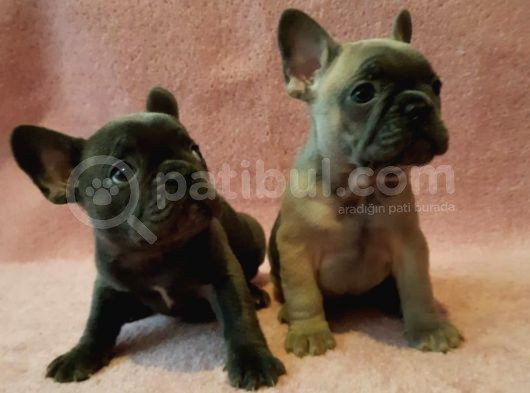 French Bulldog Yavruları Safkan Irk Ve Sağlık Garantili görsel