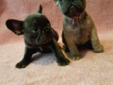 French Bulldog Yavruları Safkan Irk Ve Sağlık Garantili