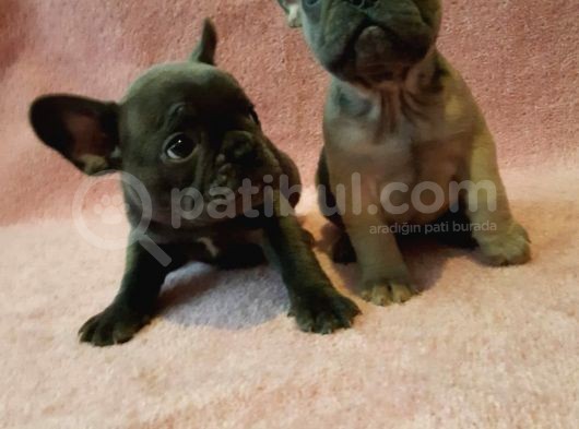 French Bulldog Yavruları Safkan Irk Ve Sağlık Garantili görsel