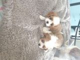 Cavalier King Charles Yavruları Safkan Irk Ve Sağlık Garantili