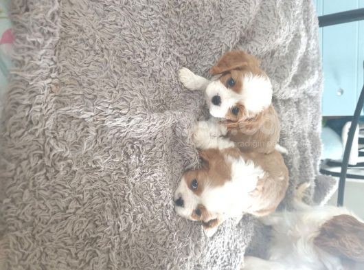 Cavalier King Charles Yavruları Safkan Irk Ve Sağlık Garantili görsel