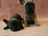 French Bulldog Yavruları Safkan Irk Ve Sağlık Garantili