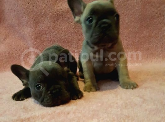 French Bulldog Yavruları Safkan Irk Ve Sağlık Garantili görsel