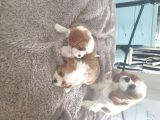 Cavalier King Charles Yavruları Safkan Irk Ve Sağlık Garantili