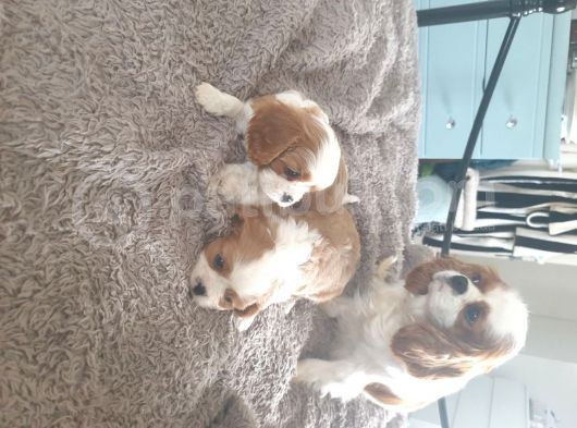 Cavalier King Charles Yavruları Safkan Irk Ve Sağlık Garantili görsel