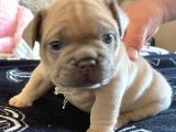 French Bulldog Yavruları Safkan Irk Ve Sağlık Garantili
