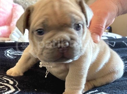 French Bulldog Yavruları Safkan Irk Ve Sağlık Garantili görsel