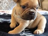 French Bulldog Yavruları Safkan Irk Ve Sağlık Garantili