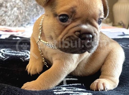 French Bulldog Yavruları Safkan Irk Ve Sağlık Garantili görsel