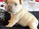 French Bulldog Yavruları Safkan Irk Ve Sağlık Garantili