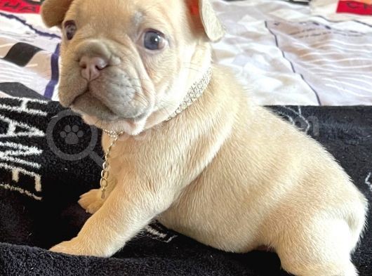 French Bulldog Yavruları Safkan Irk Ve Sağlık Garantili görsel