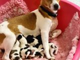 Jack Russel Terrier Yavrular Safkan Irk Ve Sağlık Garantili