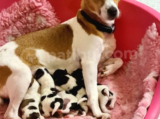 Jack Russel Terrier Yavrular Safkan Irk Ve Sağlık Garantili görsel