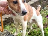 Jack Russel Terrier Yavrular Safkan Irk Ve Sağlık Garantili