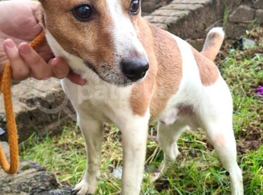 Jack Russel Terrier Yavrular Safkan Irk Ve Sağlık Garantili görsel