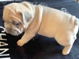 French Bulldog Yavruları Safkan Irk Ve Sağlık Garantili