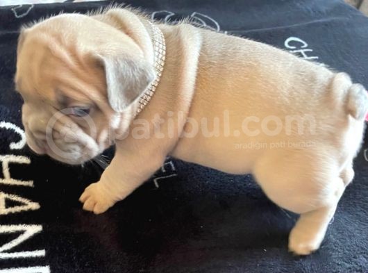French Bulldog Yavruları Safkan Irk Ve Sağlık Garantili görsel