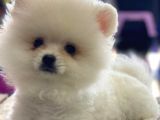Orj. Babyface Pomeranian Book Bebeklerimiz