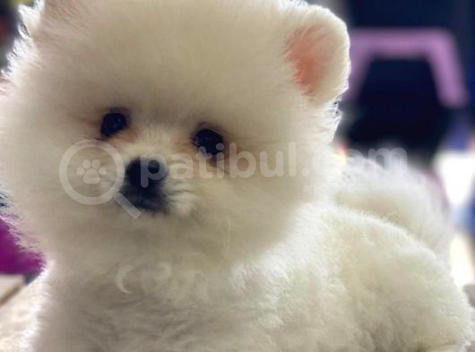 Orj. Babyface Pomeranian Book Bebeklerimiz görsel