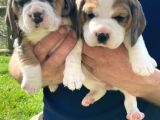 Beagle Yavruları Safkan Irk Ve Sağlık Garantili