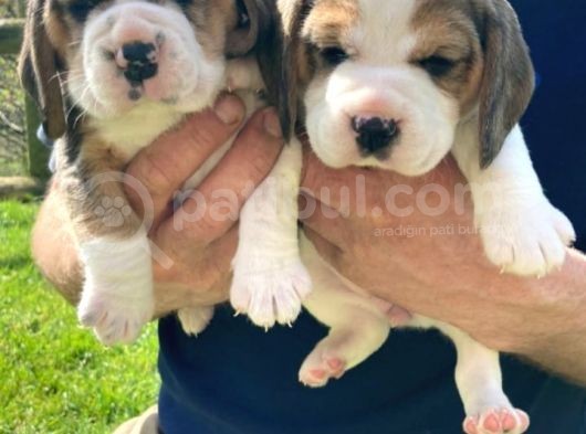 Beagle Yavruları Safkan Irk Ve Sağlık Garantili görsel
