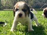 Beagle Yavruları Safkan Irk Ve Sağlık Garantili