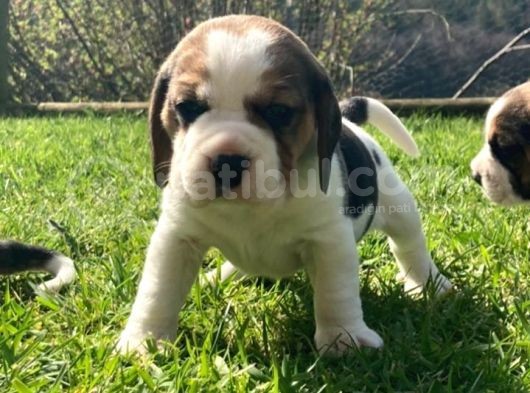 Beagle Yavruları Safkan Irk Ve Sağlık Garantili görsel