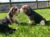 Beagle Yavruları Safkan Irk Ve Sağlık Garantili