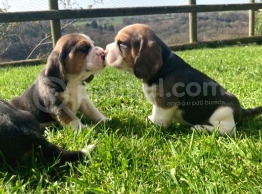 Beagle Yavruları Safkan Irk Ve Sağlık Garantili