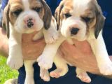 Beagle Yavruları Safkan Irk Ve Sağlık Garantili