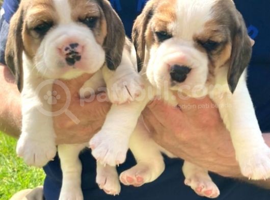 Beagle Yavruları Safkan Irk Ve Sağlık Garantili görsel