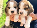 Beagle Yavruları Safkan Irk Ve Sağlık Garantili