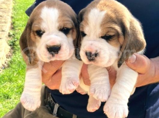 Beagle Yavruları Safkan Irk Ve Sağlık Garantili görsel